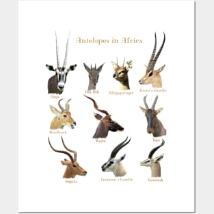 Antelopes in Africa Posters and Art